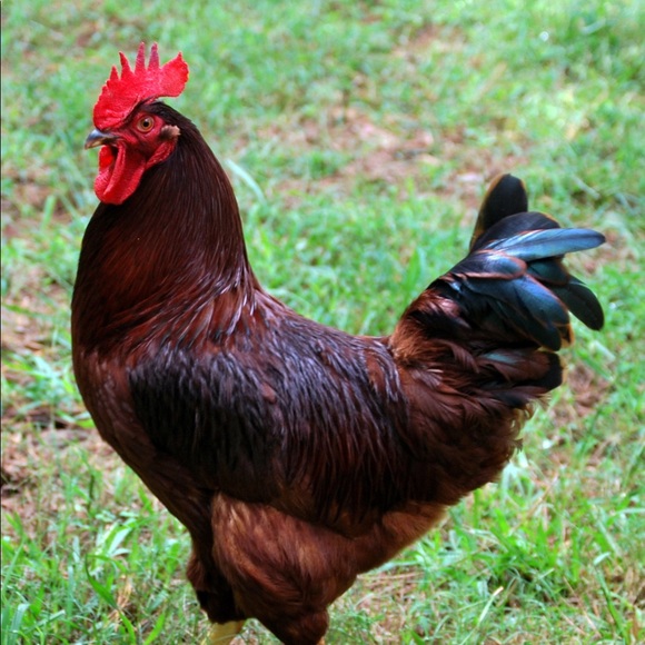 Meet your Posher, Colin - Picture 1 of 1